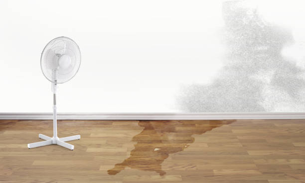 Best Carpet water damage restoration  in Brunswick, MD